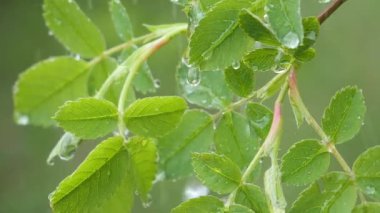 Doğada yaz aylarında yağmur damlaları ile yeşil yaprak rüzgar gelişir