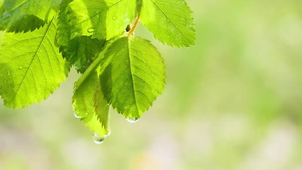 Groen Blad Met Regendruppels Zomer Natuur Ontwikkelt Zich Wind — Stockvideo
