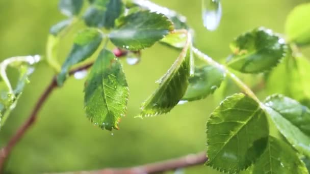 Green Leaf Raindrops Summer Nature Develops Wind — Stock Video