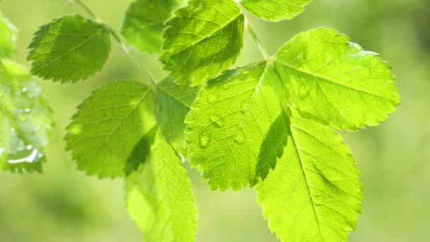 Grünes Blatt Mit Regentropfen Sommer Der Natur Entwickelt Sich Wind — Stockvideo