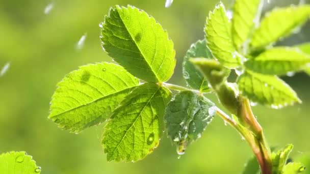 Groen Blad Met Regendruppels Zomer Natuur Ontwikkelt Zich Wind — Stockvideo