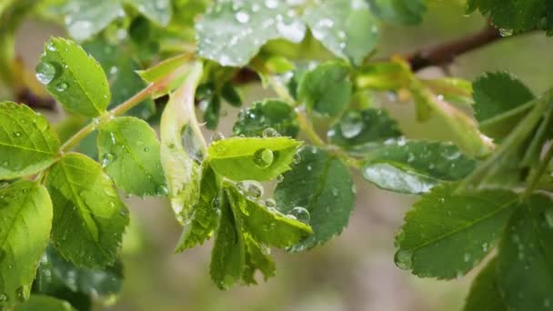 Grünes Blatt Mit Regentropfen Sommer Der Natur Entwickelt Sich Wind — Stockvideo