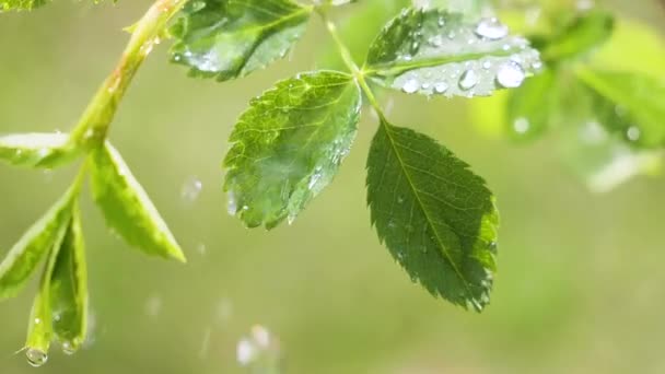 Folha Verde Com Gotas Chuva Verão Natureza Desenvolve Vento — Vídeo de Stock