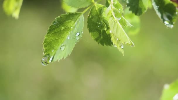 Grünes Blatt Mit Regentropfen Sommer Der Natur Entwickelt Sich Wind — Stockvideo