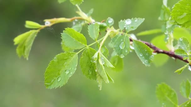 Πράσινο Φύλλο Σταγόνες Βροχής Καλοκαίρι Στη Φύση Αναπτύσσεται Στον Άνεμο — Αρχείο Βίντεο