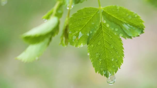 Hoja Verde Con Gotas Lluvia Verano Naturaleza Desarrolla Viento — Vídeo de stock