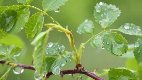 Folha Verde Com Gotas Chuva Verão Natureza Desenvolve Vento — Vídeo de Stock