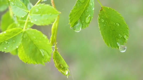 Folha Verde Com Gotas Chuva Verão Natureza Desenvolve Vento — Vídeo de Stock