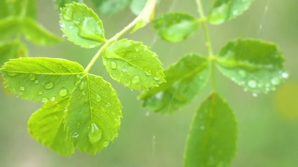 Grönt Blad Med Regndroppar Sommaren Naturen Utvecklas Vinden — Stockvideo