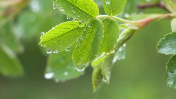 Doğada Yaz Aylarında Yağmur Damlaları Ile Yeşil Yaprak Rüzgar Gelişir — Stok video