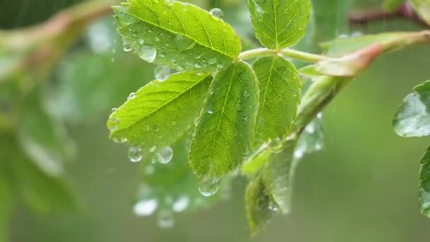 自然の夏に雨滴を持つ緑の葉は風の中で発達する — ストック動画