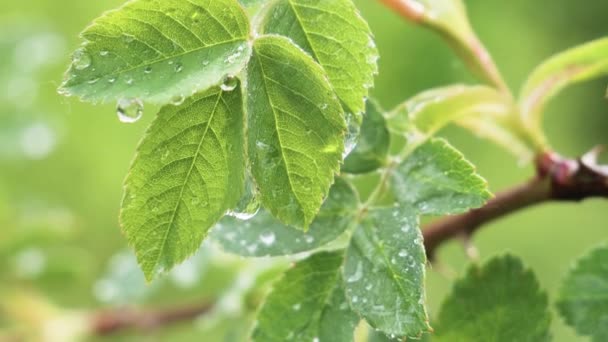 Grönt Blad Med Regndroppar Sommaren Naturen Utvecklas Vinden — Stockvideo