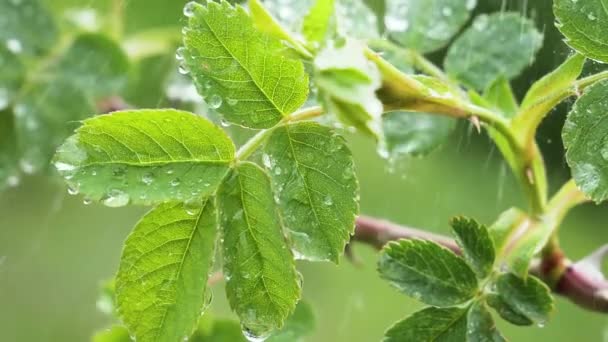 Grönt Blad Med Regndroppar Sommaren Naturen Utvecklas Vinden — Stockvideo