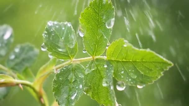 Folha Verde Com Gotas Chuva Verão Natureza Desenvolve Vento — Vídeo de Stock