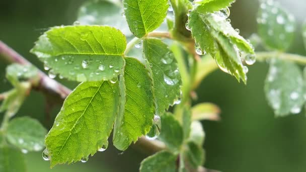 自然の夏に雨滴を持つ緑の葉は風の中で発達する — ストック動画