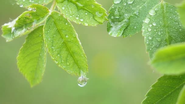 Zelený list s dešťovou vodou na letním období se rozvíjí ve větru
