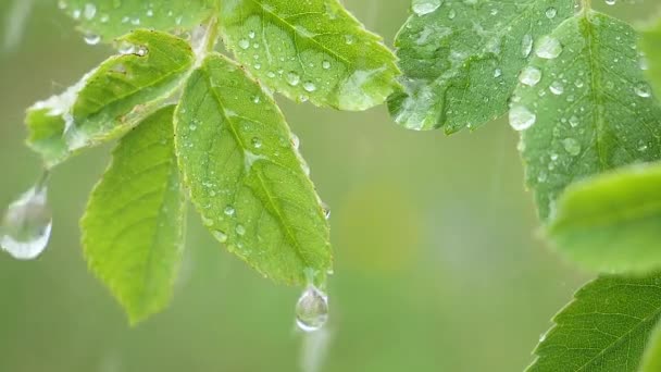 绿叶与雨滴在夏天在大自然中发展在风中 — 图库视频影像