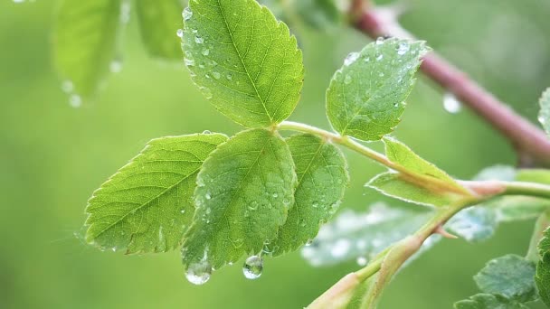 Grönt Blad Med Regndroppar Sommaren Naturen Utvecklas Vinden — Stockvideo