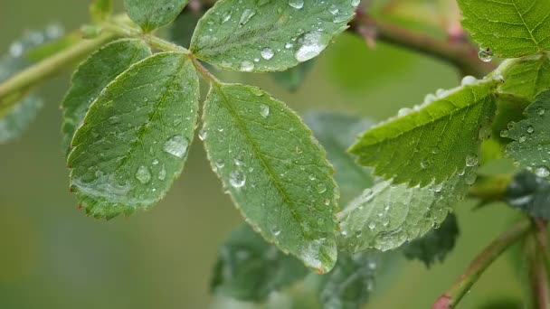 Folha Verde Com Gotas Chuva Verão Natureza Desenvolve Vento — Vídeo de Stock