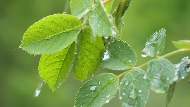 Folha Verde Com Gotas Chuva Verão Natureza Desenvolve Vento — Vídeo de Stock