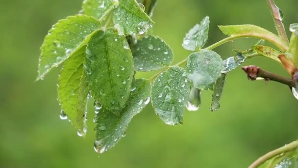 Groen Blad Met Regendruppels Zomer Natuur Ontwikkelt Zich Wind — Stockvideo