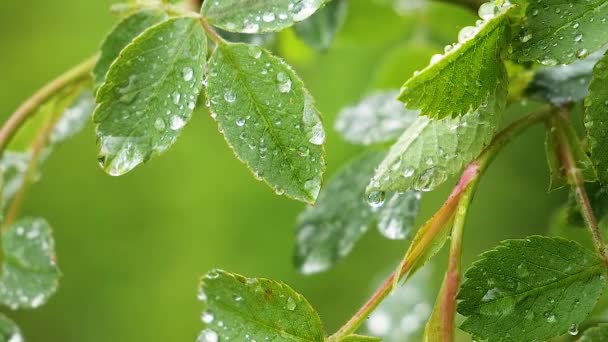 Zelený list s dešťovou vodou na letním období se rozvíjí ve větru
