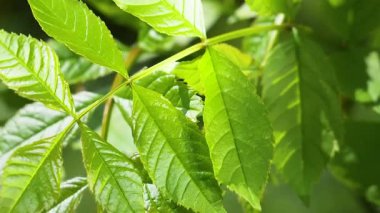 Doğada yaz aylarında yağmur damlaları ile yeşil yaprak rüzgar gelişir