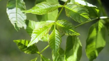 Doğada yaz aylarında yağmur damlaları ile yeşil yaprak rüzgar gelişir