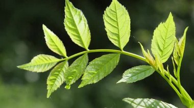 Doğada yaz aylarında yağmur damlaları ile yeşil yaprak rüzgar gelişir