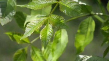 Doğada yaz aylarında yağmur damlaları ile yeşil yaprak rüzgar gelişir