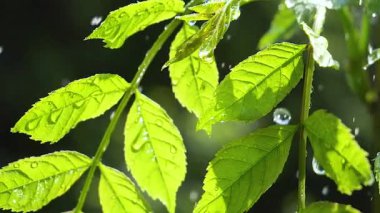 Doğada yaz aylarında yağmur damlaları ile yeşil yaprak rüzgar gelişir