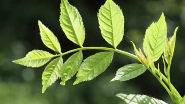 Doğada yaz aylarında yağmur damlaları ile yeşil yaprak rüzgar gelişir