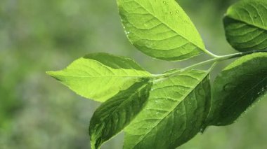 Doğada yaz aylarında yağmur damlaları ile yeşil yaprak rüzgar gelişir