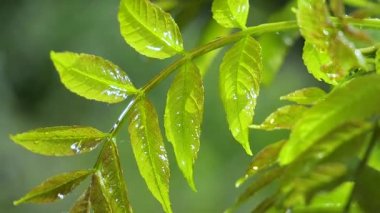 Doğada yaz aylarında yağmur damlaları ile yeşil yaprak rüzgar gelişir