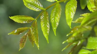 Doğada yaz aylarında yağmur damlaları ile yeşil yaprak rüzgar gelişir