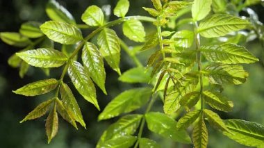 Doğada yaz aylarında yağmur damlaları ile yeşil yaprak rüzgar gelişir