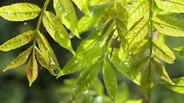 Doğada yaz aylarında yağmur damlaları ile yeşil yaprak rüzgar gelişir