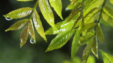 Doğada yaz aylarında yağmur damlaları ile yeşil yaprak rüzgar gelişir