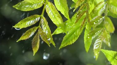 Doğada yaz aylarında yağmur damlaları ile yeşil yaprak rüzgar gelişir