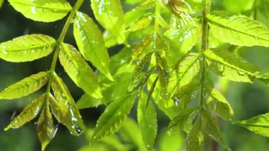 Doğada yaz aylarında yağmur damlaları ile yeşil yaprak rüzgar gelişir