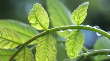 Doğada yaz aylarında yağmur damlaları ile yeşil yaprak rüzgar gelişir