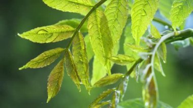 Doğada yaz aylarında yağmur damlaları ile yeşil yaprak rüzgar gelişir