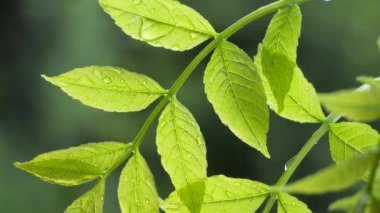 Doğada yaz aylarında yağmur damlaları ile yeşil yaprak rüzgar gelişir
