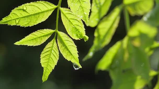 Folha Verde Com Gotas Chuva Verão Natureza Desenvolve Vento — Vídeo de Stock