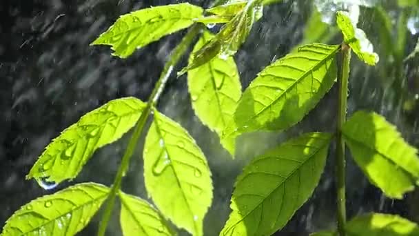 Hoja Verde Con Gotas Lluvia Verano Naturaleza Desarrolla Viento — Vídeos de Stock