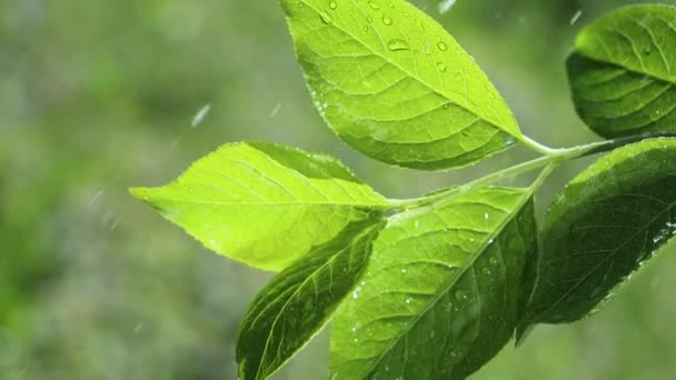 Zöld Levél Esőcseppek Nyári Természetben Alakul Szél — Stock videók
