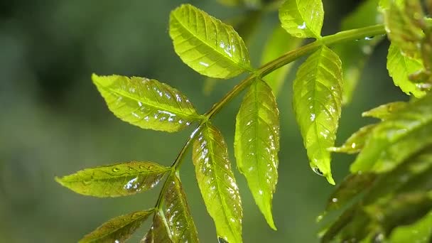 Grönt Blad Med Regndroppar Sommaren Naturen Utvecklas Vinden — Stockvideo