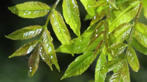 Folha Verde Com Gotas Chuva Verão Natureza Desenvolve Vento — Vídeo de Stock