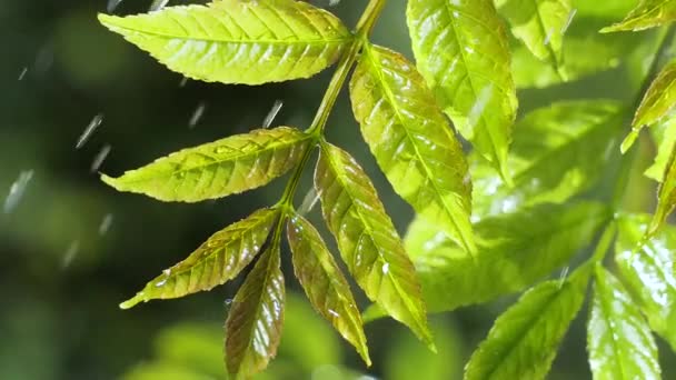 Hoja Verde Con Gotas Lluvia Verano Naturaleza Desarrolla Viento — Vídeos de Stock