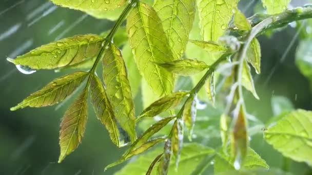 Green Leaf Raindrops Summer Nature Develops Wind — Stock Video